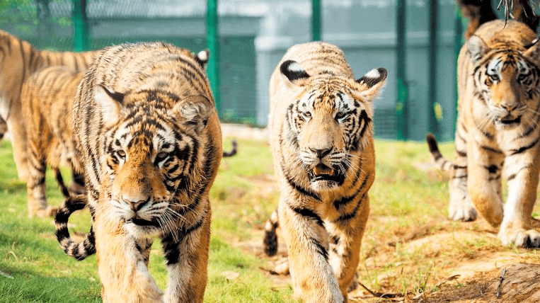 長沙縣三珍虎園和易景通票務系統達成合作