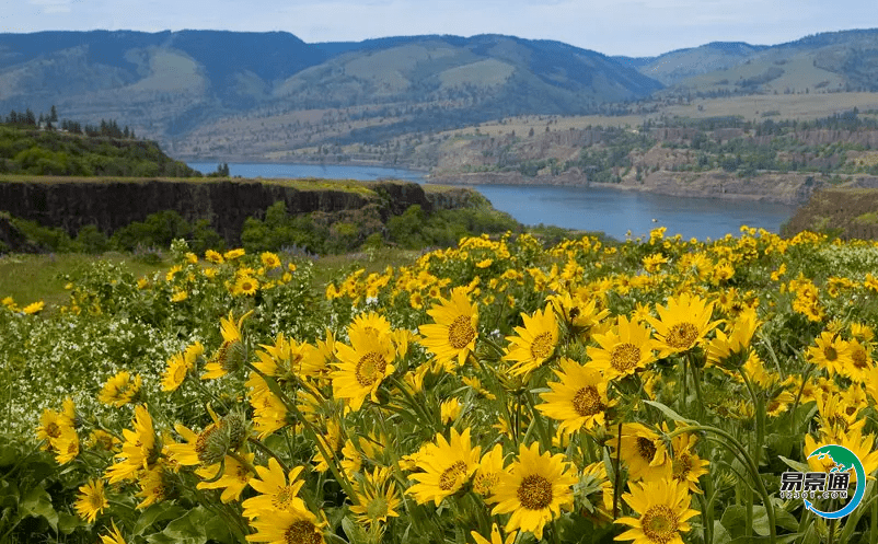 景區電子門票管理系統已經成為當前旅游景區常見的購票方式