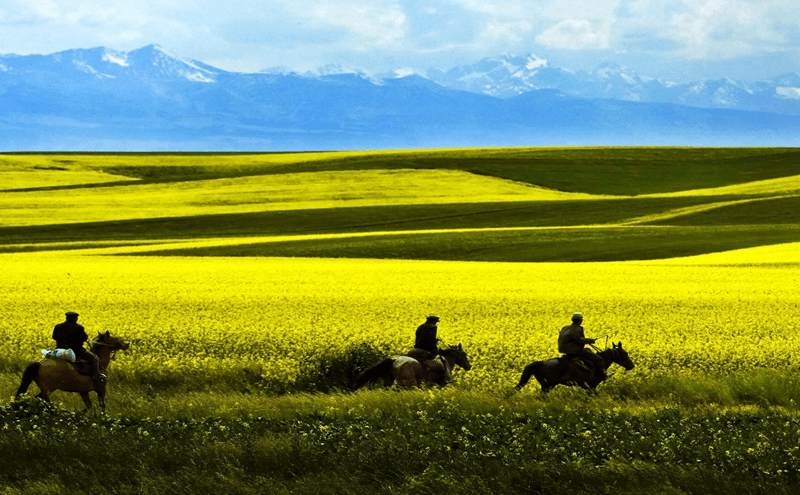 昭蘇天馬文化園與易景通景區票務系統智慧合作案例 昭蘇天馬文化園與易景通景區票務系統智慧合作案例